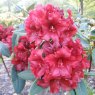 Rhododendron Black Magic