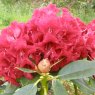 Rhododendron Black Magic