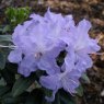 Rhododendron Blue Pool