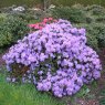 Rhododendron Blue Pool