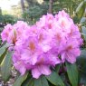 Rhododendron Blutopia