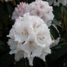 Rhododendron Boddaertianum