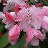 Rhododendron Bow Bells  AGM