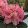 Rhododendron Brasilia