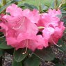 Rhododendron Bremen