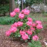 Rhododendron Bremen