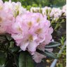 Rhododendron Brigitte