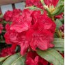 Rhododendron Busuki