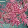 Acer palmatum 'Beni-komachi'