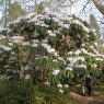 Rhododendron calophytum  AGM