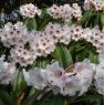 Rhododendron calophytum  AGM