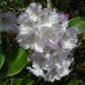 Rhododendron campanulatum