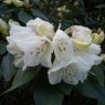 Rhododendron campylocarpum