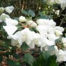 Rhododendron campylocarpum