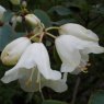 Rhododendron campylocarpum caloxanthum