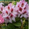 Rhododendron Cassata