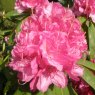Rhododendron Catharine van Tol