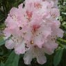 Rhododendron Caucasicum Pictum