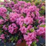 Evergreen Azalea Maria Elena