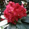 Rhododendron Cherry Kiss