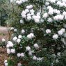 Rhododendron Christmas Cheer AGM