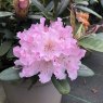 Rhododendron Christmas Cheer AGM