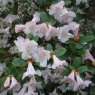 Rhododendron Cilpinense  AGM