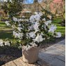 Rhododendron Cilpinense  AGM