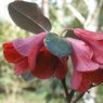Rhododendron cinnabarinum  BL&M 234 'Roylei'