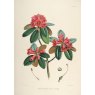 Rhododendron cinnabarinum  BL&M 234 'Roylei'