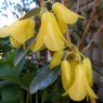 Rhododendron cinnabarinum Concatenans KW 5874