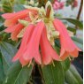 Rhododendron Cinnkeys Minterne