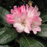 Rhododendron clementinae  F25705