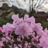 Rhododendron Cliff Garland