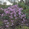 Rhododendron Cliff Garland