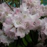 Rhododendron coeloneuron EGM 334