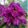 Rhododendron Colonel Coen