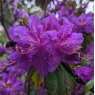 Rhododendron Contina