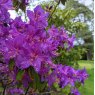 Rhododendron Contina