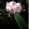 Rhododendron coriaceum