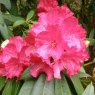 Rhododendron Cornish Red