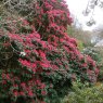 Rhododendron Cornish Red