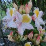 Deciduous Azalea occidentale (Palomar 402)