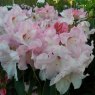 Rhododendron Cotton Candy