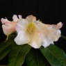 Rhododendron Countess of Haddington