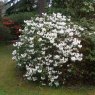 Rhododendron Cowslip AGM