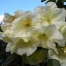 Rhododendron Crest  AGM