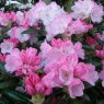 Rhododendron Crete