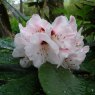 Rhododendron crinigerum