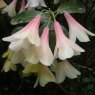Rhododendron Crosswater Belle